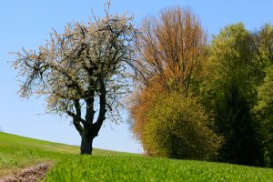 Paysage champêtre